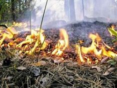 Губернатор поручил усилить работу по тушению лесных пожаров