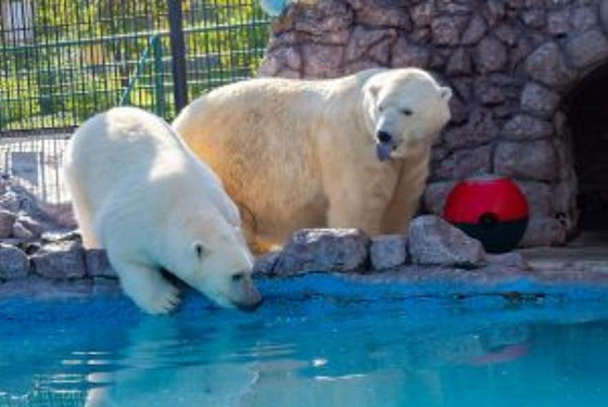 В Пензенском зоопарке может появиться еще один белый медведь