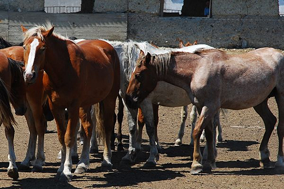 В Ульяновске осуждены члены ОПГ, кравшие у пензенцев лошадей