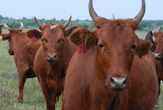 Пензенцы сделают ставку на развитие мясного и молочного животноводства