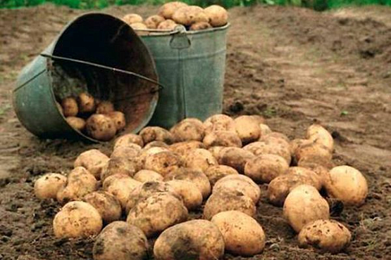 В Пензе вывели сорт картофеля, дающий до 400 ц/га без удобрений