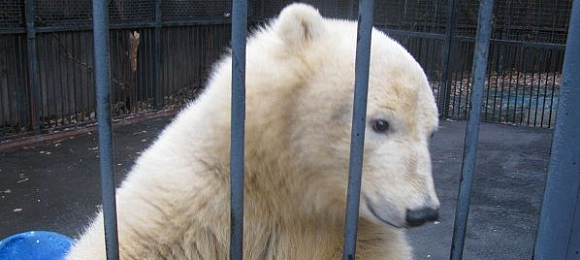 Белому медвежонку из Пензы нужен новый дом