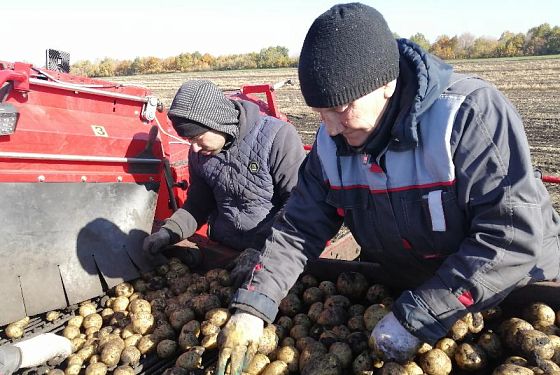 Второй хлеб: почему не все готовы выращивать картофель в Пензенской области