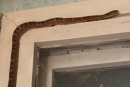 В Пензе нашли хозяина змеи, заползшей в чужой дом