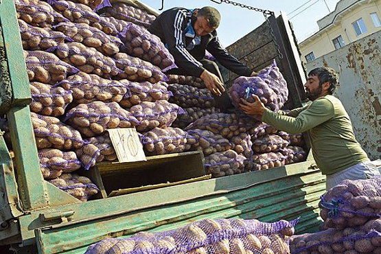 Пензенская область побила 25-летний рекорд по производству картофеля