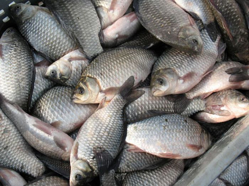 Пензенская область заняла второе место по производству рыбы
