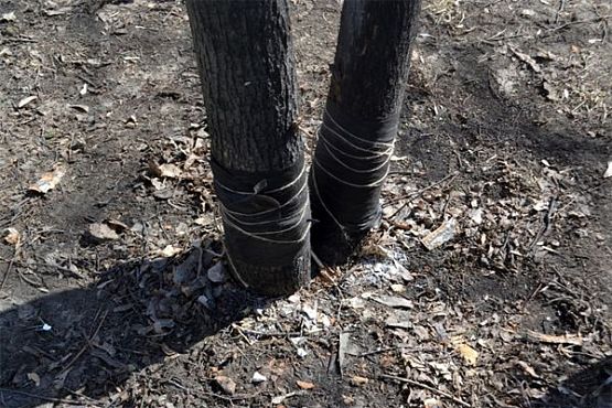 В Пензе неизвестные изрезали 23 дерева в сквере, посаженном к 35-летию Победы