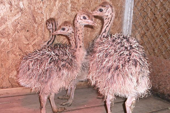 В Пензенском зоопарке у страусов появилось четверо малышей