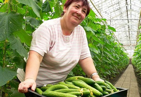 В теплицах Пензенской области вырастили 1,4 тыс тонн овощей