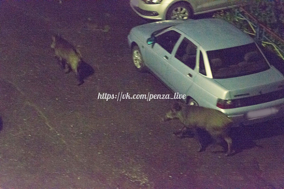 Фото||vk.com/penza_live Гулявшие по центру Пензы кабаны отстали от матери — Минлесхоз