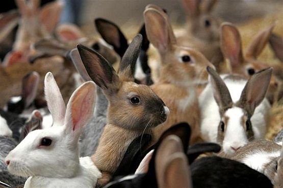 В Пензенской области за 10 лет поголовье кроликов выросло в 4 раза