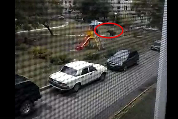 Фото||и видео vk.com/eremina58 В Заречном пара лосей загнала ребятишек на горку