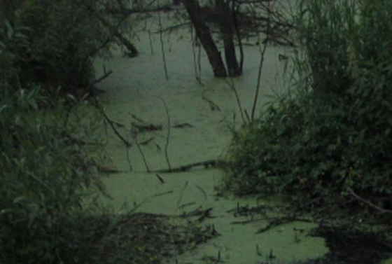 В болоте под Пензой обнаружено тело пропавшего мужчины