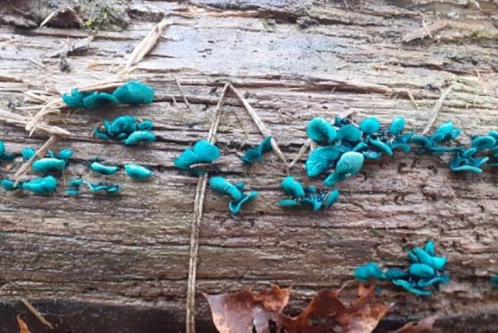 Пензенцы нашли в лесу необычные изумрудные грибы