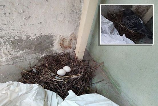 Кузнечанка 8 марта стала свидетелем рождения голубей