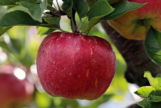 В Лунинском районе вор соблазнился почти тонной apple