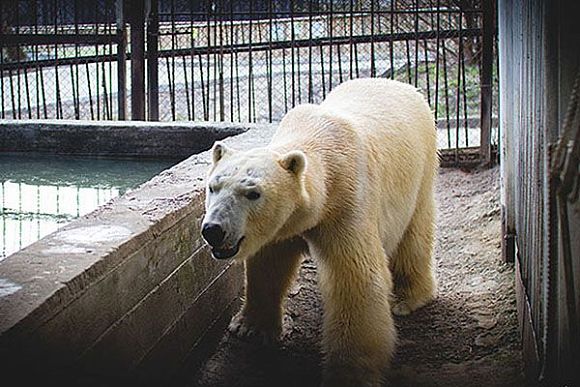 Фото||zoo-penza.ru В Пензенском зоопарке утепляют бассейн для белого медведя