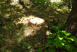 В двух лесничествах Пензенской области незаконно вырубили деревья