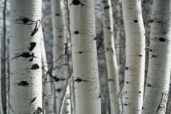 Фото||vedamost.info В Колышлейском районе незаконно спилили 40 берез