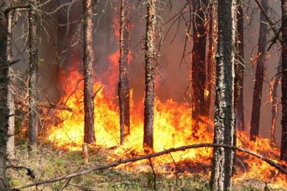 В Городищенском районе лесной пожар подобрался почти вплотную к поселку