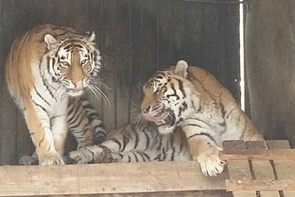 Тигры Констанция и Самур подготовили сюрприз для гостей пензенского зоопарка