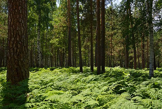 В Пензенской области директор лесхоза осужден за взятки