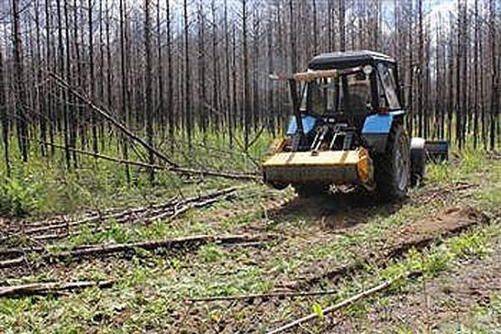 В Пензенской области в 2015 году расчищено 45 га горельников