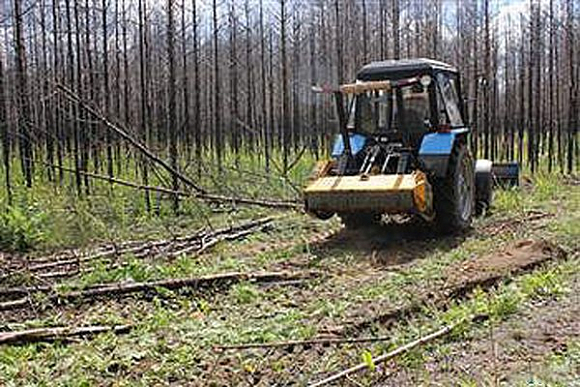 В Пензенской области в 2015 году расчищено 45 га горельников