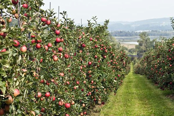 В Пензенской области восстанавливают плодовые сады
