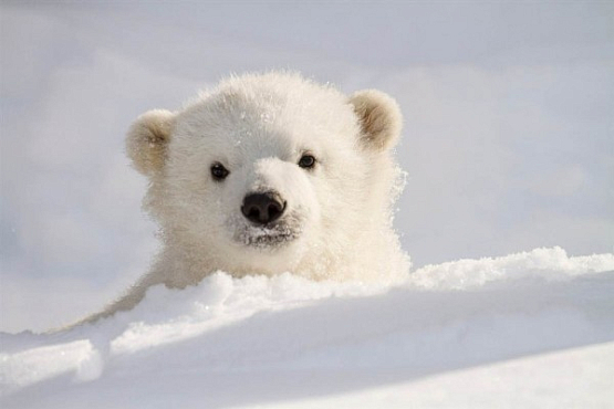 На Чукотке нашли одинокого белого медвежонка