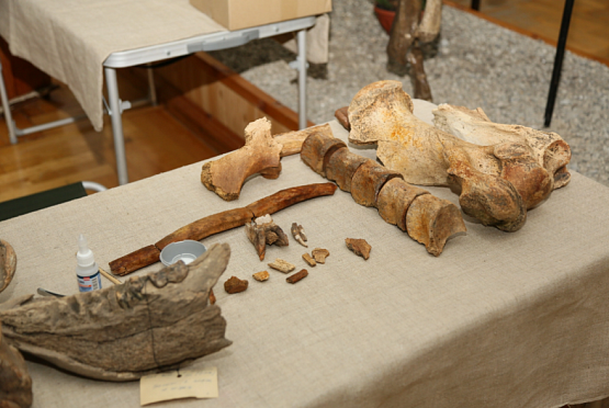 Пензенцы могут увидеть в музее найденные кости древнего носорога
