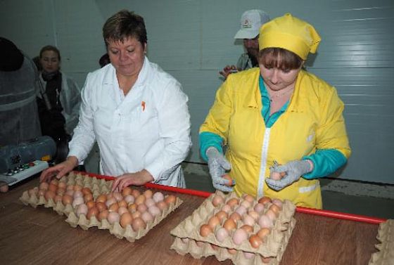 В Каменском районе открыли птицефабрику на 75 тыс кур