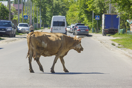В Ахунах коровы по «зебрам» не ходят