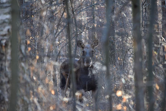 В лесу Колышлейского района браконьеры убили лося