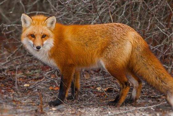 В Пензенской области установили вознаграждение за отстрел лисиц