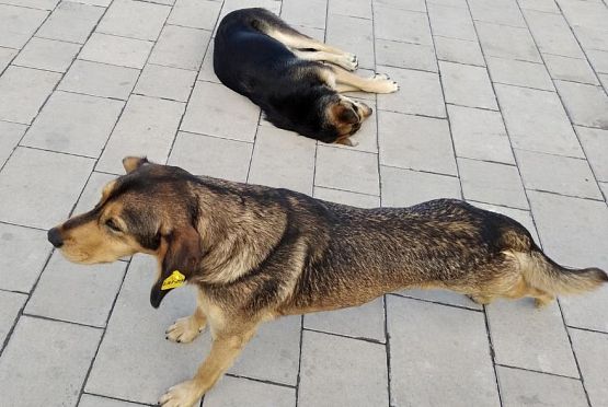Жители улицы Краснова боятся своры собак возле школы