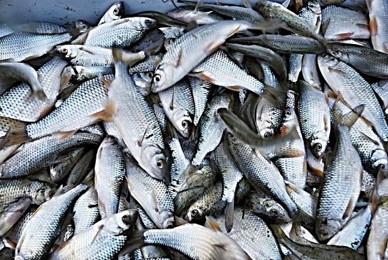 Житель Засечного попал под уголовное дело за ловлю рыбы «косынкой»