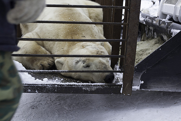 В Пензе белому медведю перед заселением в новый вольер дали снотворное