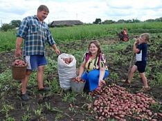 Сколько будет стоить картофель этой осенью в Пензенской области?