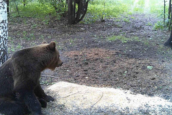 На территории Сосновоборского района обитает бурый медведь
