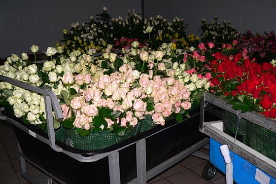 В Мокшанском розарии ежесуточно срезается до 120 тыс. цветов