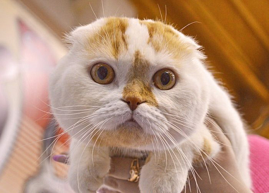 Фото||Владимир ГРИШИН В Пензе прошла международная выставка кошек «TOP CAT WCF»