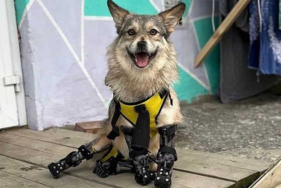 В Пензе волонтеры показали видео с собакой на четырех протезах