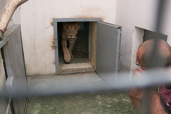 В Пензенский зоопарк срочно приехал хозяин львицы Майи
