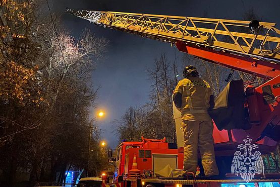 Пензенские пожарные сняли с дерева кота и мужчин, пытавшихся ему помочь