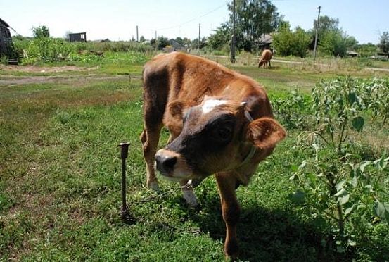Пензенские производители сделали ставку на животноводство