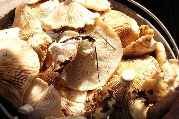 Фото||Владимир ГРИШИН Набрать грибов и выжить: Пензенские спасатели бьют тревогу