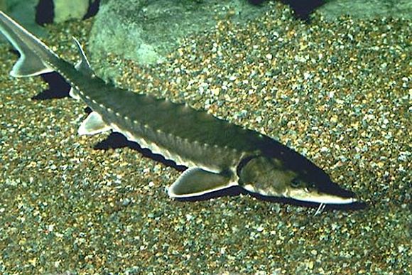 Фото||ryblib.ru В Кузнецком районе будут выращивать осетров