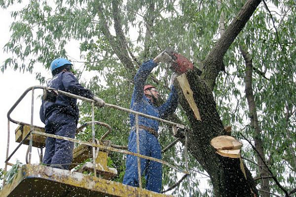 В Пензе на ул. Ставского дерево угрожало безопасности прохожих и авто