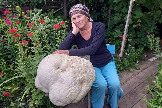 Под Пензой нашли гигантский гриб весом в 18 кг Под Пензой нашли гигантский гриб весом в 18 кг